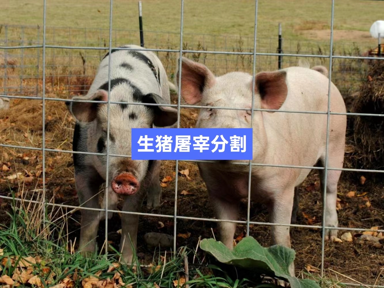 生猪屠宰分割信息化管理软件系统_肉联厂屠宰场管理系统_屠宰追溯管理系统_mes生产管理系统_wms仓储管理系统